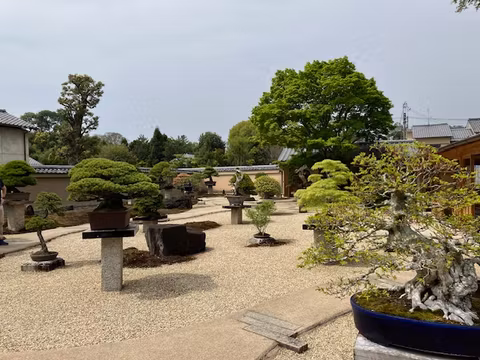 "Bonsai" garden and Golden Palace Tour in Kyotocover image