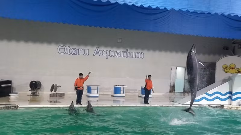 Sapporo Private Tour - Otaru Aquarium: Enjoy the sea-creature and their performances.