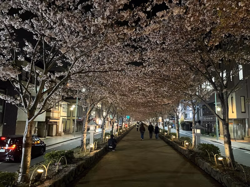 Tokyo Private Tour - Dankazura, Night Cherry Blossoms
