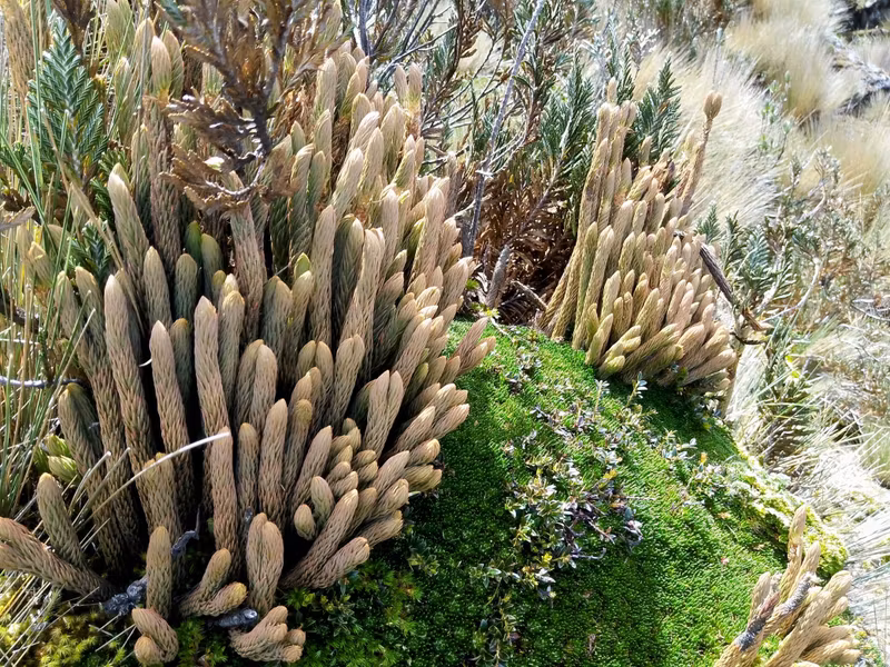 Pichincha Private Tour - Plants of the high Andes