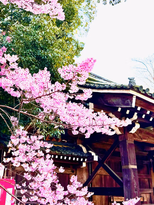 Shiga Private Tour - Cherry blossom at its peak