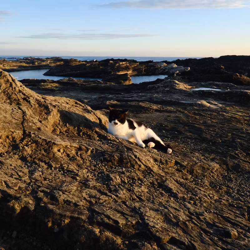Kanagawa Private Tour - They are waiting for you!