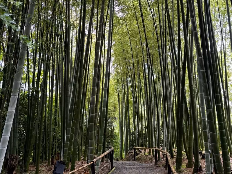 Kyoto Private Tour - 