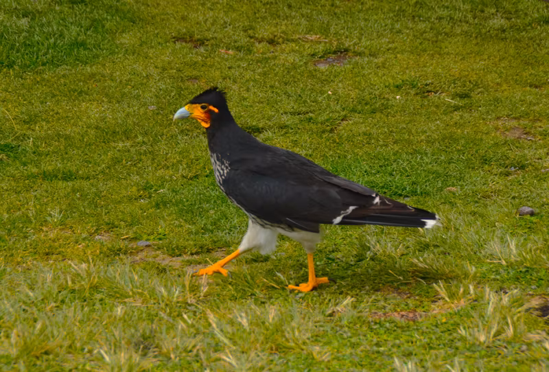 Quito Private Tour - Carunculated Caracara (Falconidae)