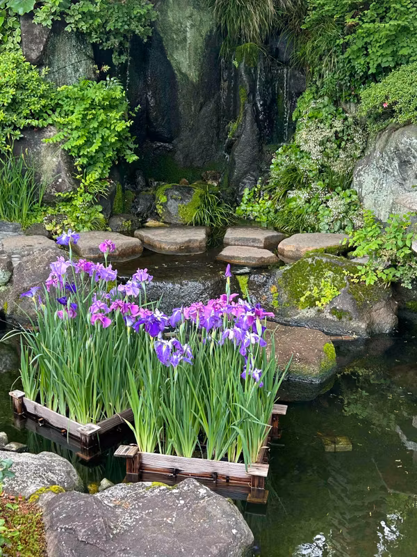 Kamakura Private Tour - Iris in Hase temple in June