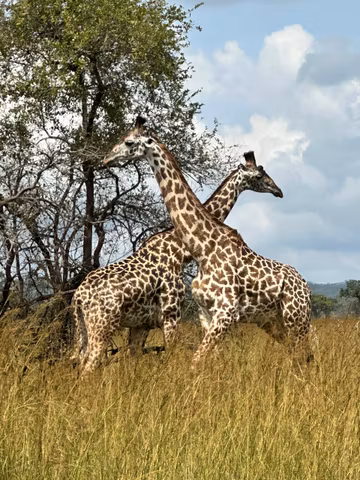 5 Days Tarangire, Lake Eyasi, Ngorongoro and Serengeticover image