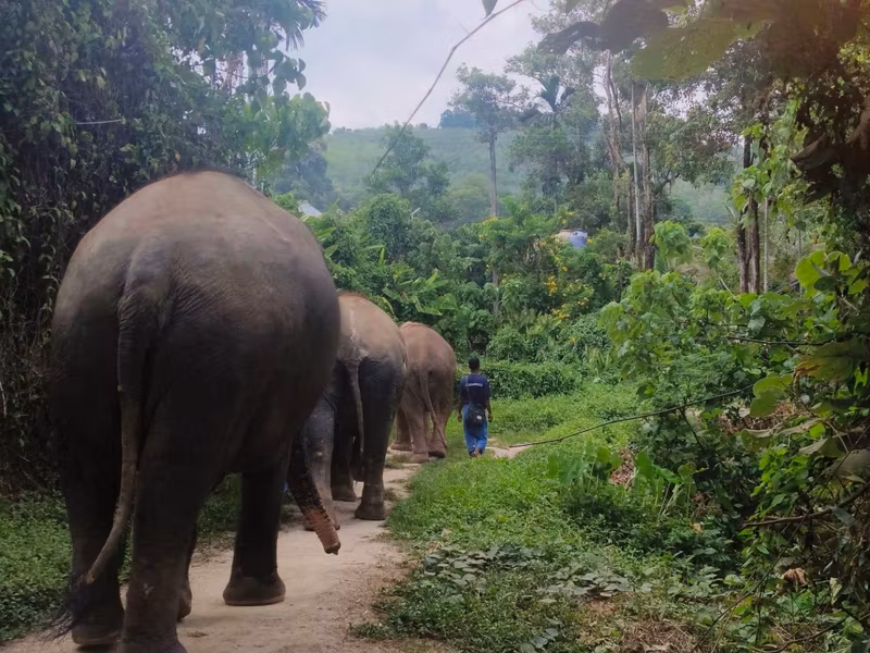 Phuket Private Tour - Walk with elephants