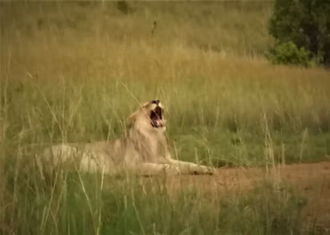 Pilanesberg Game Reserve Full Day Tourcover image
