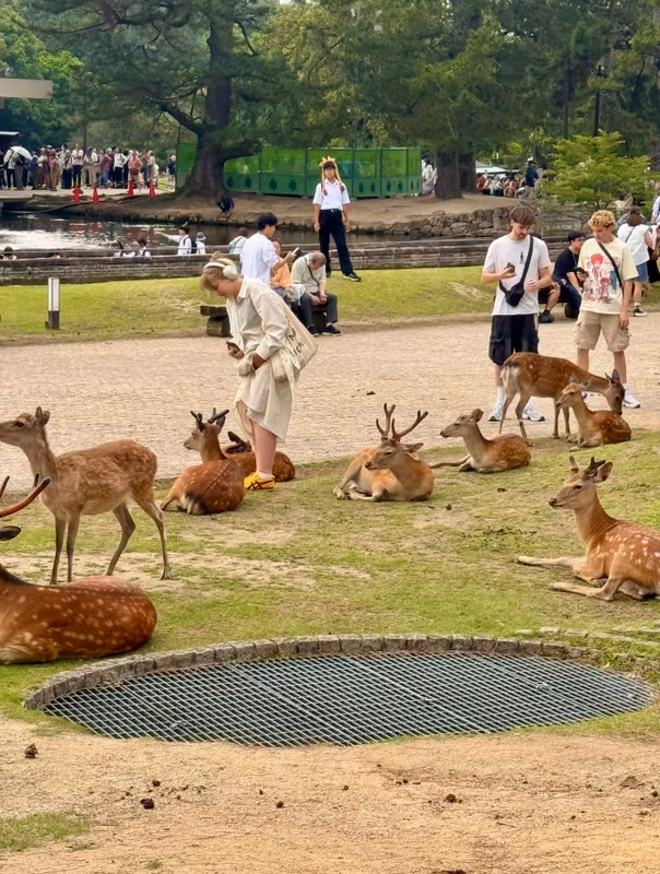 Osaka Private Tour - A Heartwarming Encounter with Nara's Friendly Deer