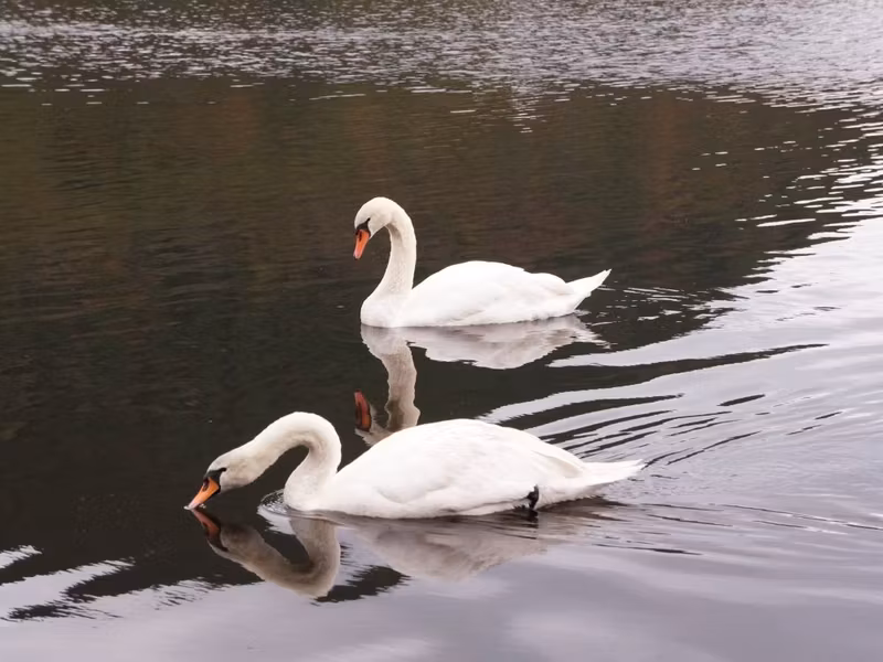 Kagoshima Private Tour - Mute swans