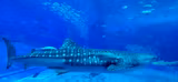 Best of Okinawa - 2