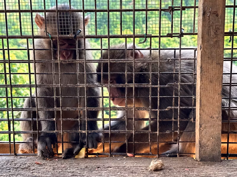 Kyoto Private Tour - close up on feeding the monkey with snack