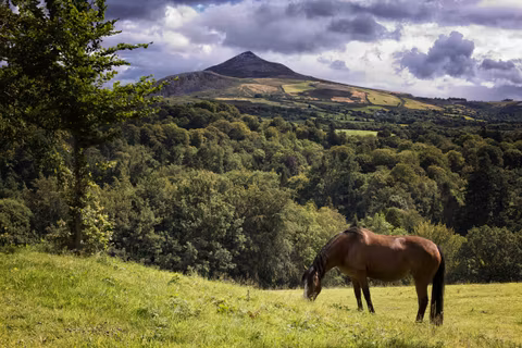 Day Trip to Glendalough, Powerscourt and Wicklowcover image