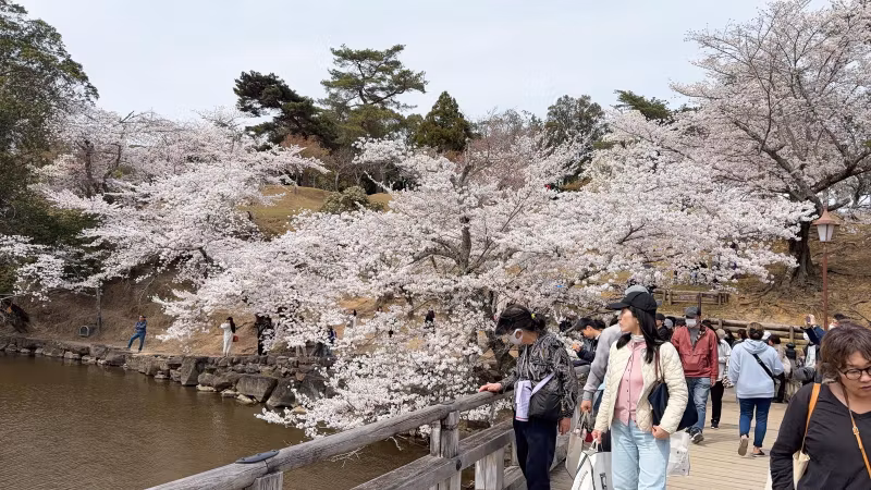 Nara Private Tour - Nara park in cherry blossom season