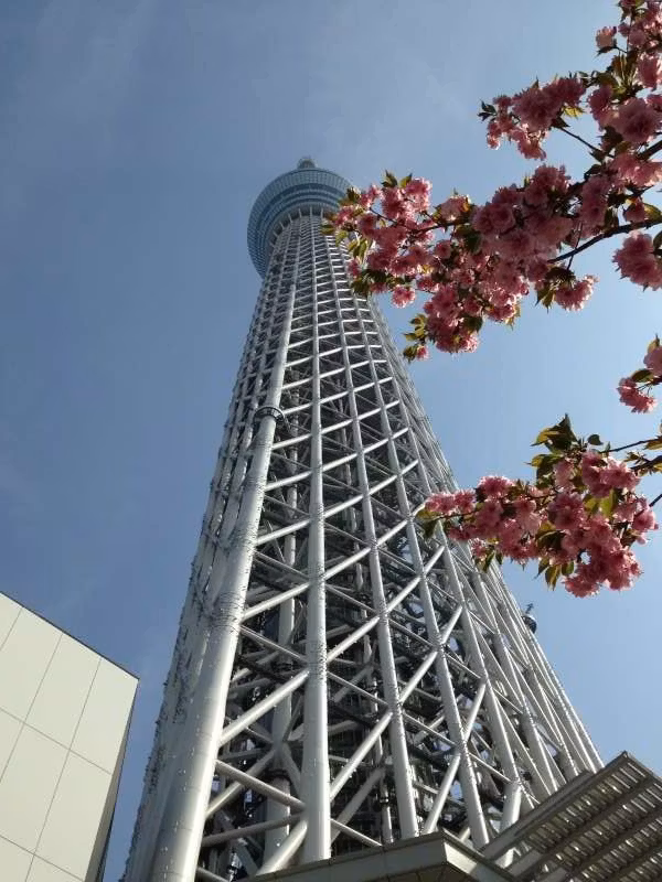 Tokyo Private Tour - Tokyo SkyTree with cherry blossom