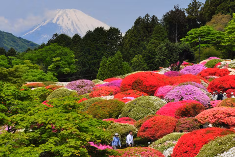 (Limited Time 5/8-5/20) Hakone One-Day Trip - Brightly Colored Azaleas and Rhododendrons!cover image