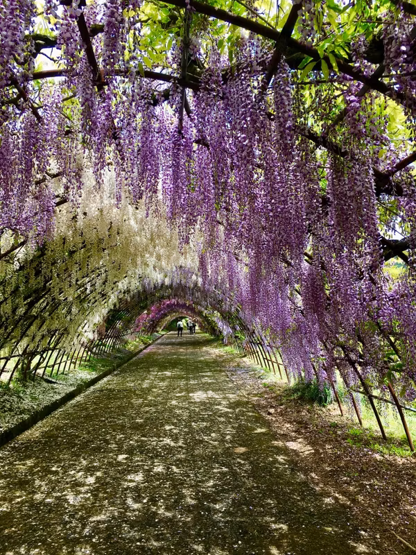 Fukuoka Private Tour - Kawachi Wisteria Garden. Blooming season from the end of April to the beginning of May.