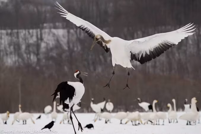 Hokkaido Private Tour - 