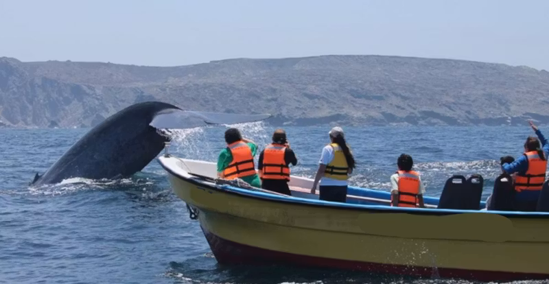 La Serena Private Tour - Whale Encounter