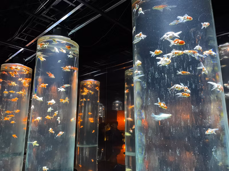 Tokyo Private Tour - M11. Art Aquarium Ginza