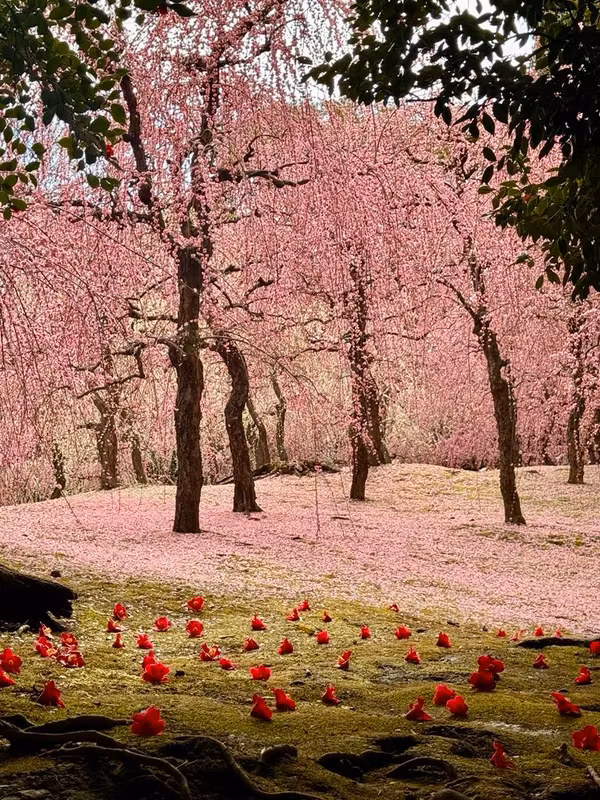 Osaka Private Tour - The cherry blossom magic of Kyoto