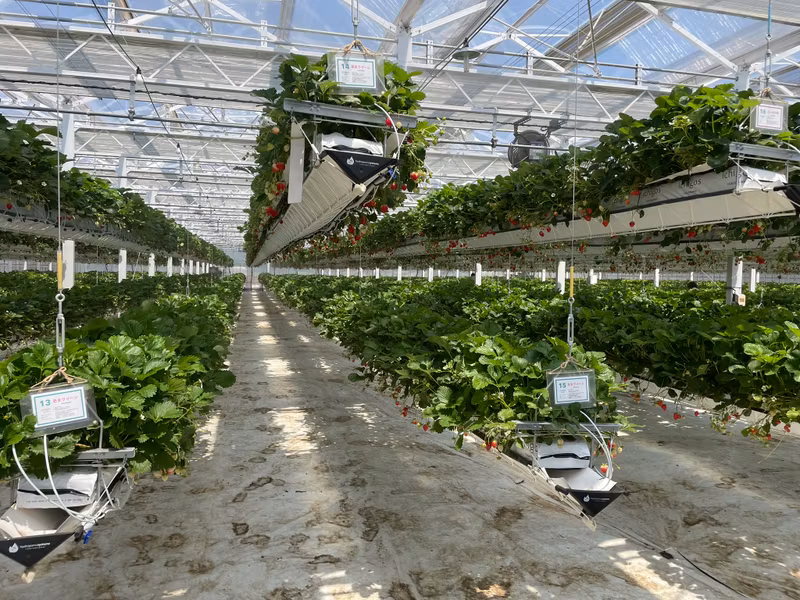 Tokyo Private Tour - E3. Strawberry picking (Feb. to Apr. need to book)