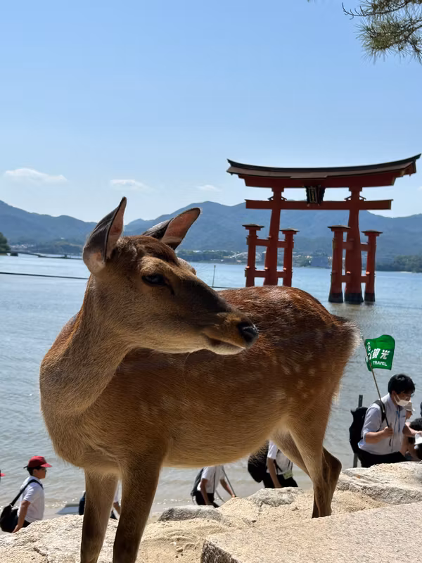 Hiroshima Private Tour - Friendly Deer