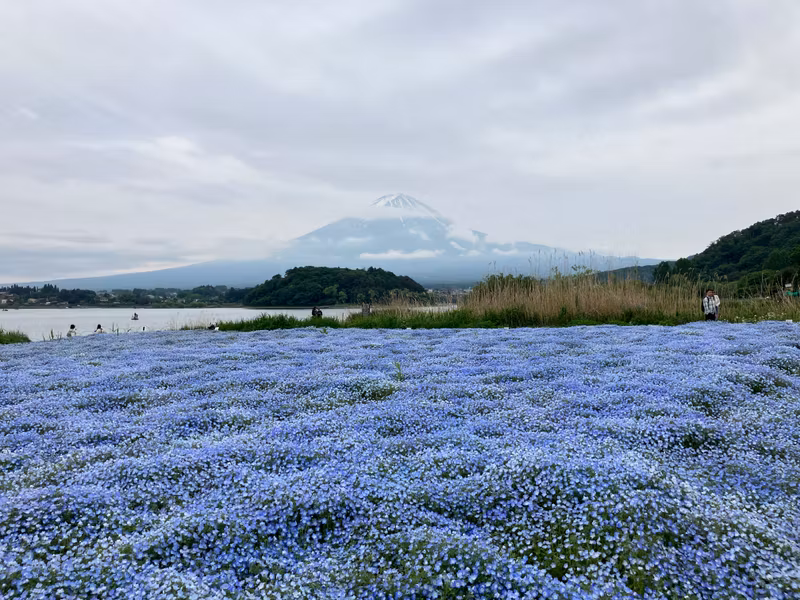 Tokyo Private Tour - Oishi Park in spring