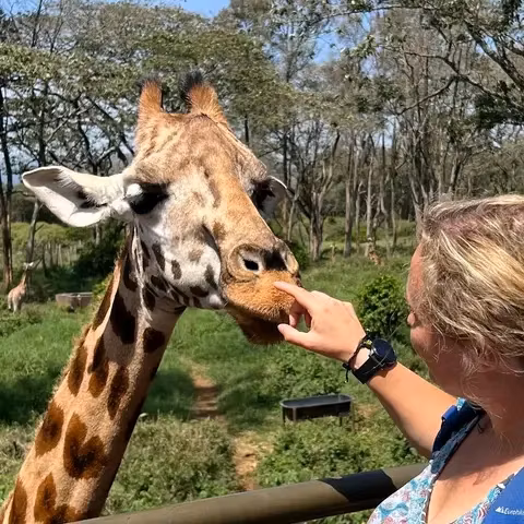 Nairobi: Giraffes Centre Guided Tour And Feeding Experience