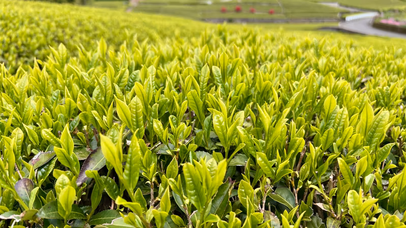 Nagoya Private Tour - Tea leaves